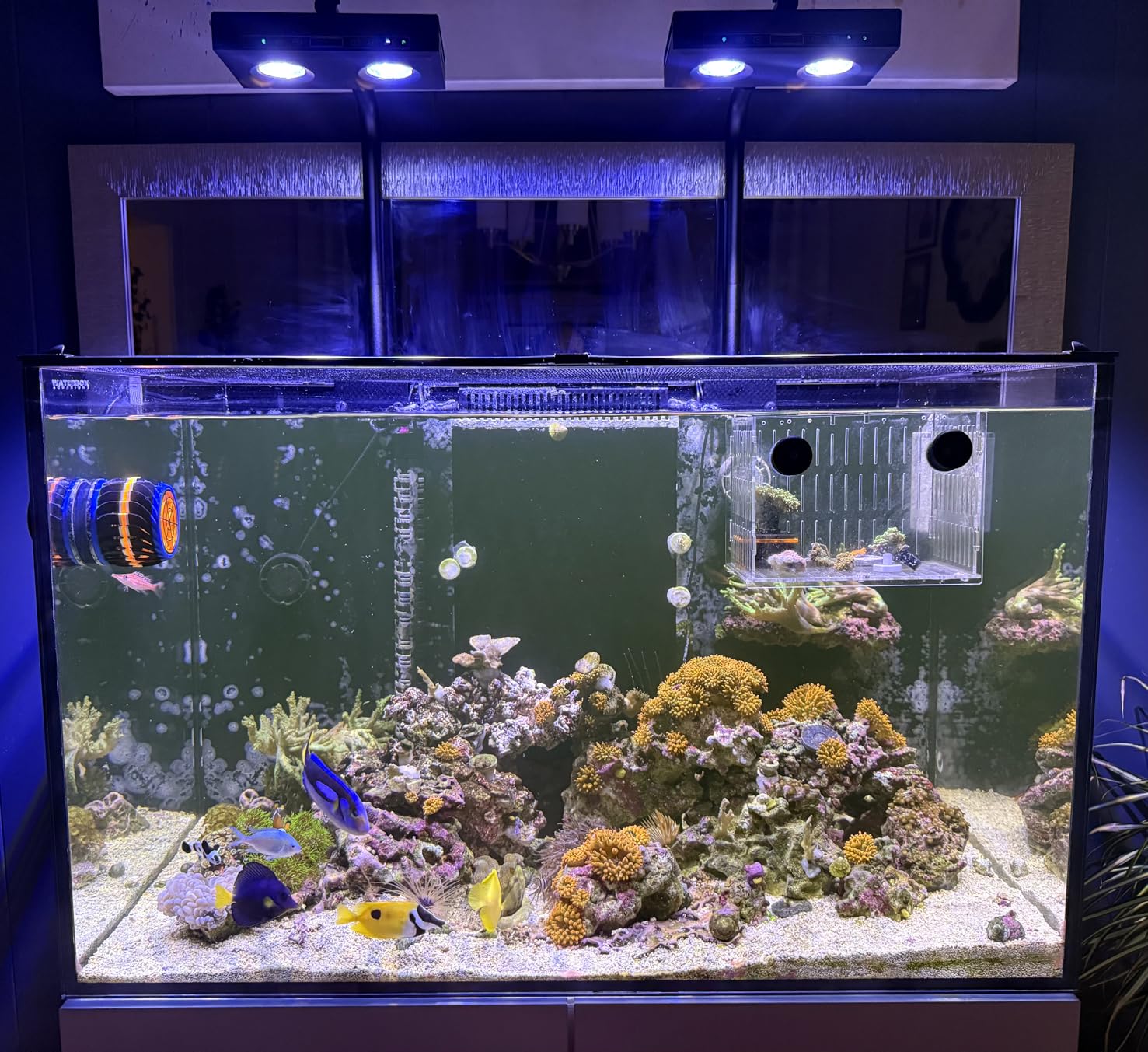 Aqua Marine Tank - High Power DIY Spectrum 90W G5
